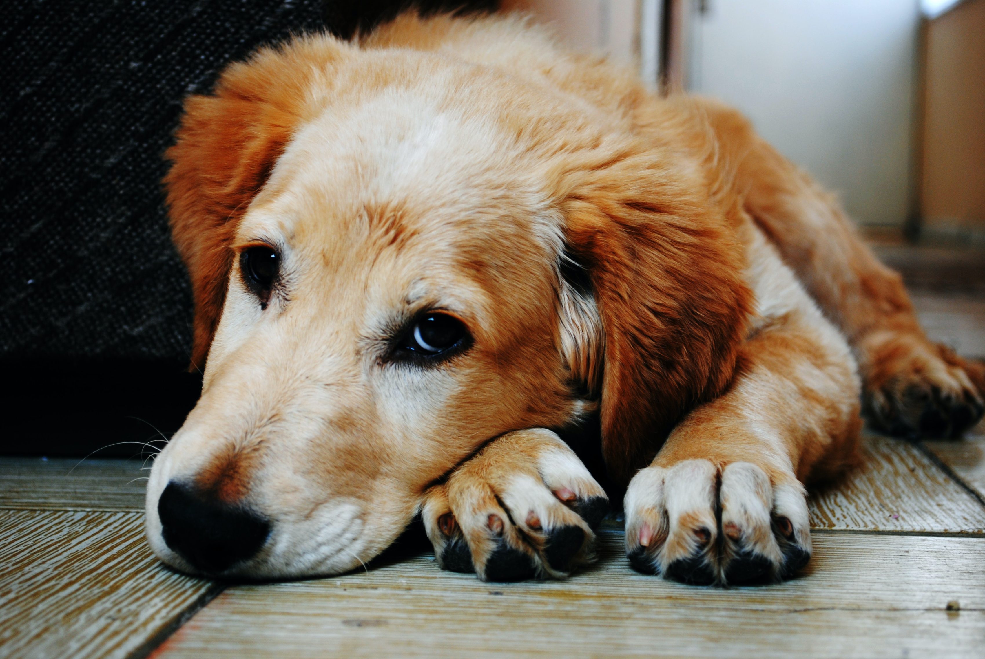 ¿Cómo prevenir el gusano del corazón en perros y qué esperar a futuro? Parte 3 
