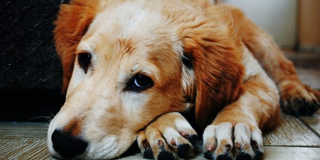 ¿Cómo prevenir el gusano del corazón en perros y qué esperar a futuro? Parte 3 
