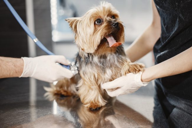 Enfermedad de Lyme en perros