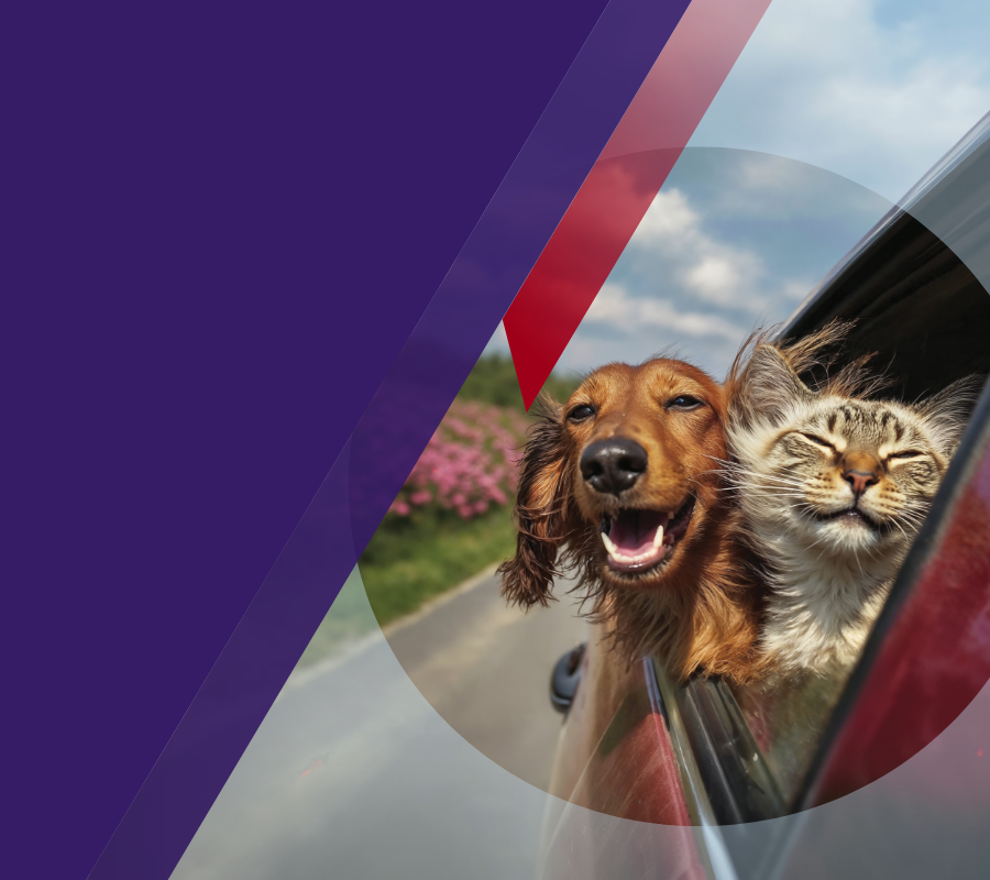 banner perro y gato en un carro